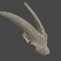 Detailed Sheep Skull With Large Curved Horns On Dark Background