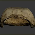 Realistic Light Brown Turtle Shell With Detailed Texture And Smooth Surface