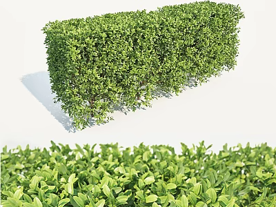 Green Lush Arbor Hedge With Neatly Trimmed Foliage For Garden Landscape Design 3d model