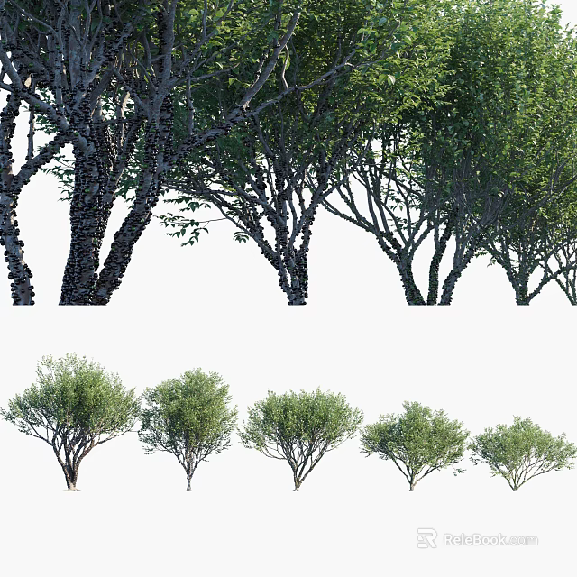 Various Arbor Tree Varieties With Different Canopy Shapes And Green Foliage 3d model 
