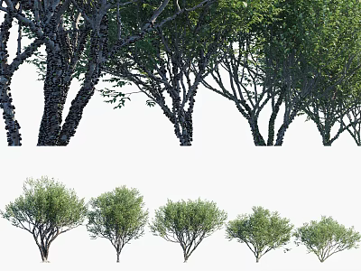 Various Arbor Tree Varieties With Different Canopy Shapes And Green Foliage 3d model