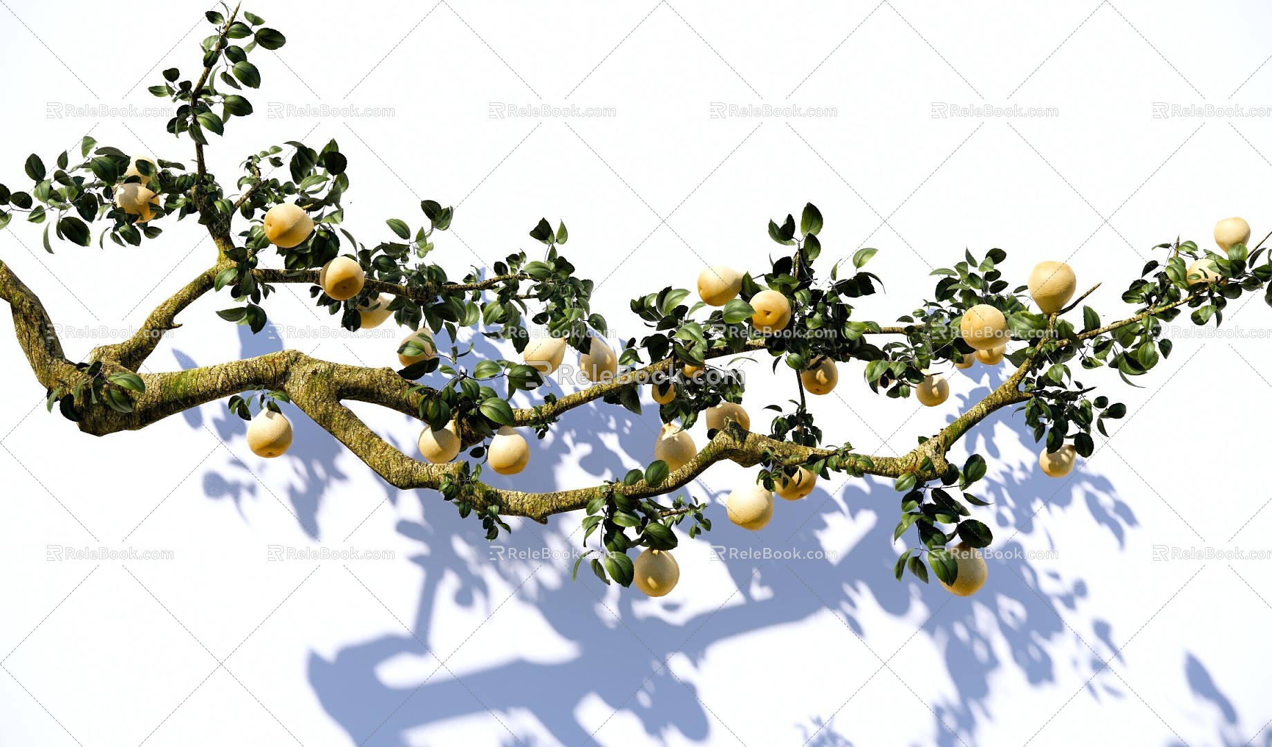 arbor pear tree sydney courtyard fruit tree pear branch landscape tree 3d model