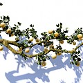 arbor pear tree sydney courtyard fruit tree pear branch landscape tree 3d model