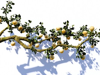 arbor pear tree sydney courtyard fruit tree pear branch landscape tree 3d model