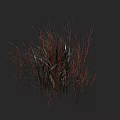 Colorful Grasses With Red And Yellow Stems In Clustered Natural Foliage