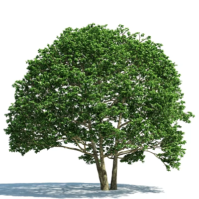 Lush Green Arbor Featuring Multiple Trunks And Dense Vibrant Canopy Structure 3d model