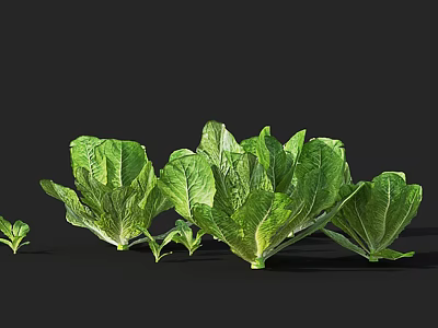 Fresh Green Lettuce in Different Sizes and Growth Stages on Black Background 3d model