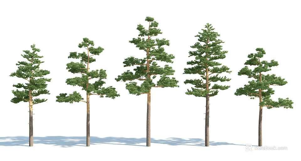 Row of Arbor Trees with Green Foliage and Brown Trunks Arranged on White Background 3d model 