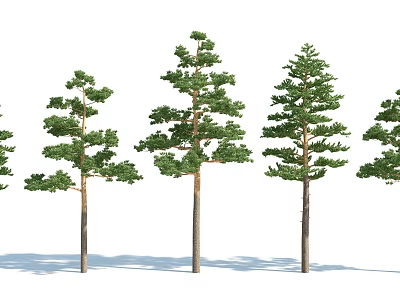 Row of Arbor Trees with Green Foliage and Brown Trunks Arranged on White Background 3d model