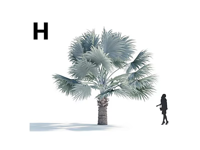 Tall Fan Palm Tree With Large Silvery Green Foliage And Human Silhouette In White Background 3d model