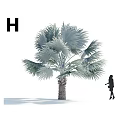Tall Fan Palm Tree With Large Silvery Green Foliage And Human Silhouette In White Background