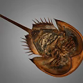 Horseshoe Crab With Brown Shell Long Tail And Sharp Spikes On Gray Background 3d model