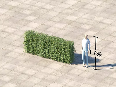 Bamboo Plant Outdoor Scene With Person Standing Next To 1.8 Meters Tall Growth 3d model