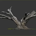 Natural Twisted Tree Roots Structure With Green Moss And Soil Base