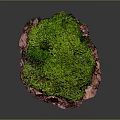 Vibrant Green Moss Plant Thriving on Natural Substrate with Dark Background
