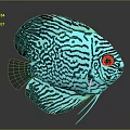 Turquoise Discus Fish With Black Striped Pattern And Glowing Tropical Features