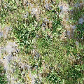 Lush Green Grass Covering Wet Ground With Small Puddles And Fresh Plants
