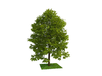 Green Arbor With Lush Foliage Strong Trunk And Grass Base 3d model