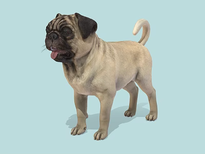 Pug Game Movie Character 3D Model Standing Pose In Light Blue Background 3d model