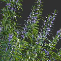 Lush Flowering Shrubs with Vibrant Purple Flowers and Green Leaves in Garden