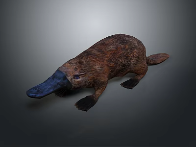 Realistic Platypus With Brown Fur Duck Like Bill Long Tail Black Limbs And Lying Posture 3d model