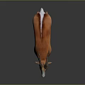 Standing 3D Antelope Model With Brown White Fur Curved Horns Dark Background