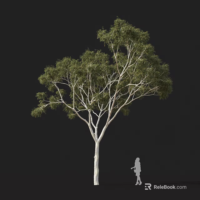 Arbor With White Trunk Green Foliage And Spreading Branches On Black Background 3d model