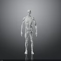 Human Anatomical Model Displaying Detailed Muscle And Skeleton Organ Structure
