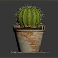 Natural Green Cactus Plant in Rustic Terracotta Pot on Patterned Doily Mat