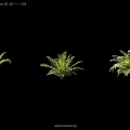 Multiple Green Ferns Plants Displayed On Black Background With Lush Leaves