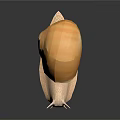 Giant Yellow Snail with White Body and Long Antennae Moving on Dark Shiny Surface