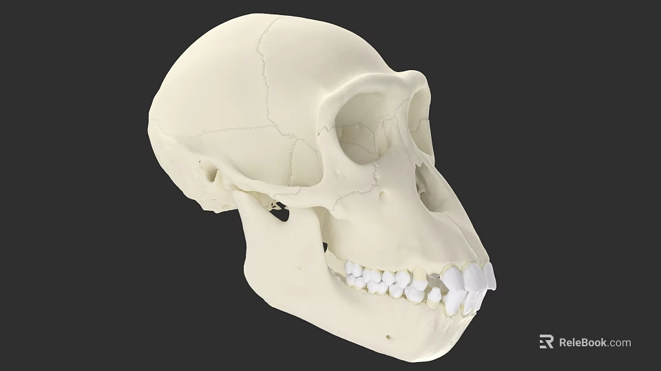 Detailed White Primate Skull Model With Visible Cranial Structure And Teeth 3d model 