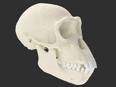Detailed White Primate Skull Model With Visible Cranial Structure And Teeth 3d model