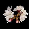 White Cherry Blossoms With Blooming Flowers And Pink Buds On Black Background