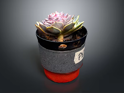Small Succulent Plant in Gray Black Pot with Red Base and Label 3d model
