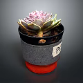 Small Succulent Plant in Gray Black Pot with Red Base and Label