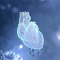 Detailed 3D Anatomical Human Heart Model Showing Internal Structure With Blue Background
