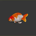 Vibrant Orange And White Goldfish With Bright Scales And Large Eyes Swimming Gracefully