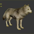 Realistic Gray And Brown Wolf Figure Standing On Dark Reflective Surface 3d model