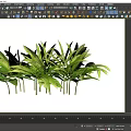 Green Shrub With Lush Green Foliage And Healthy Leaves For Outdoor Decoration