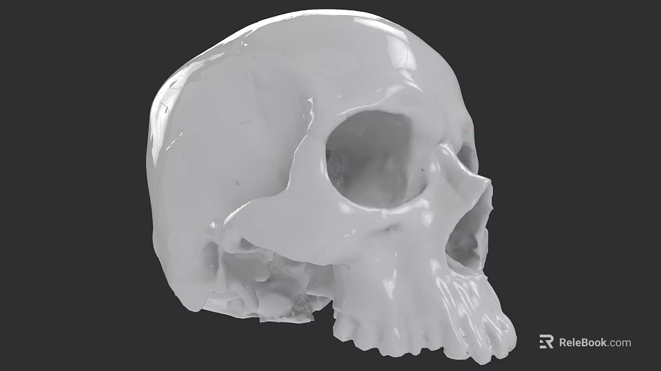 Detailed White Human Skull Model Showing Cranial Features And Texture 3d model 