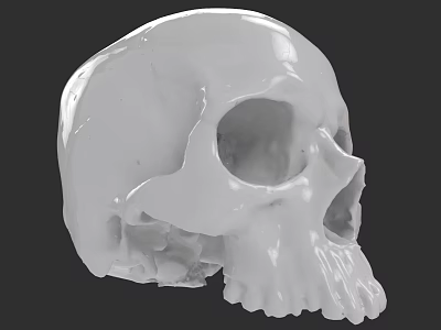 Detailed White Human Skull Model Showing Cranial Features And Texture 3d model