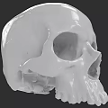 Detailed White Human Skull Model Showing Cranial Features And Texture