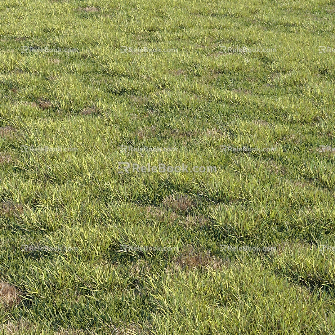 Green Lawn 3d model