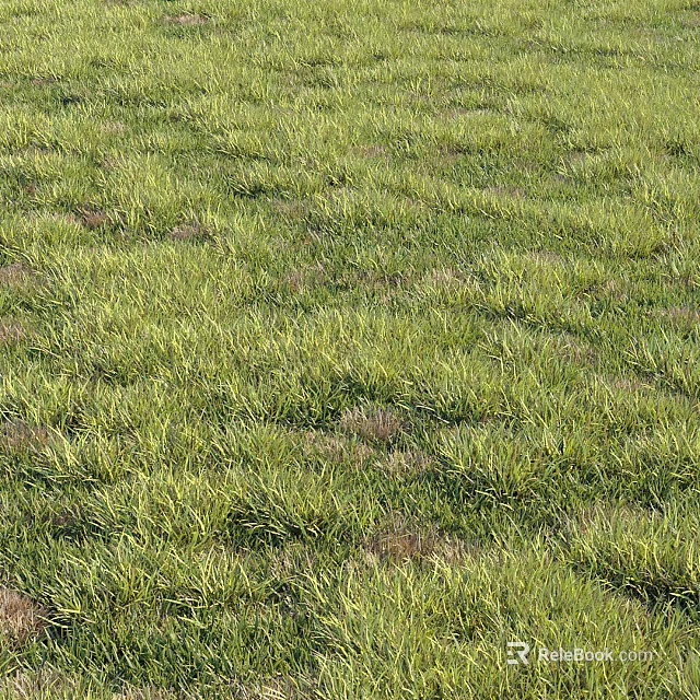 Lush Green Grass Landscape Featuring Dense Blades and Scattered Brown Patches 3d model 