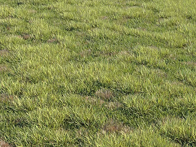 Lush Green Grass Landscape Featuring Dense Blades and Scattered Brown Patches 3d model