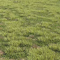 Lush Green Grass Landscape Featuring Dense Blades and Scattered Brown Patches