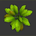 Green Palm Tree With Brown Trunk And Fresh Green Leaves On Gray Background