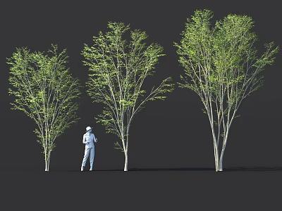 Three Lush Green Shrubs with a Person Standing Beside for Size Comparison 3d model