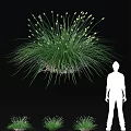 Green Herbaceous Plants With Tufted Leaves And Spiky Seed Heads In Natural Garden Setting